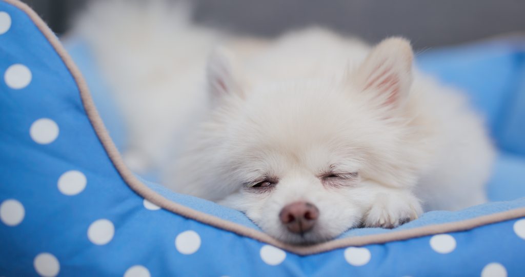 Pomeranian dog sleeping