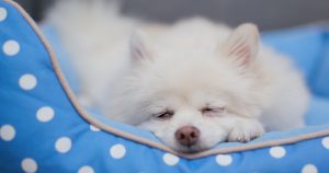 Pomeranian dog sleeping