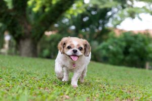 Portrait of a cute Shih Tzu dog