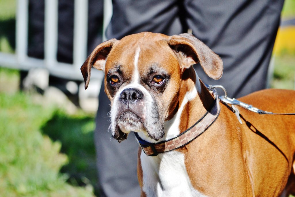 Boxer dog closeup portrait