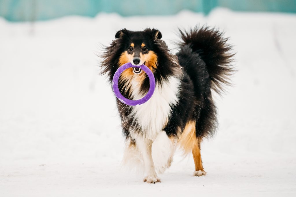 Shetland Sheepdog, Sheltie, Collie Playing With Ring