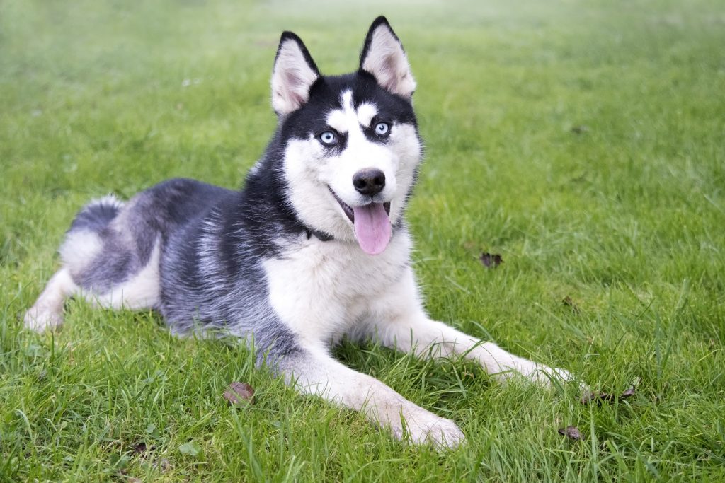 Siberian Husky sits