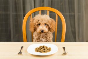 Uninterested Poodle puppy with plate of kibbles on the table