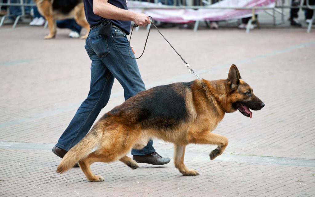 Chien de promenade avec berger allemand