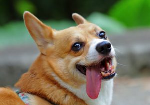 Pembroke Welsh Corgi