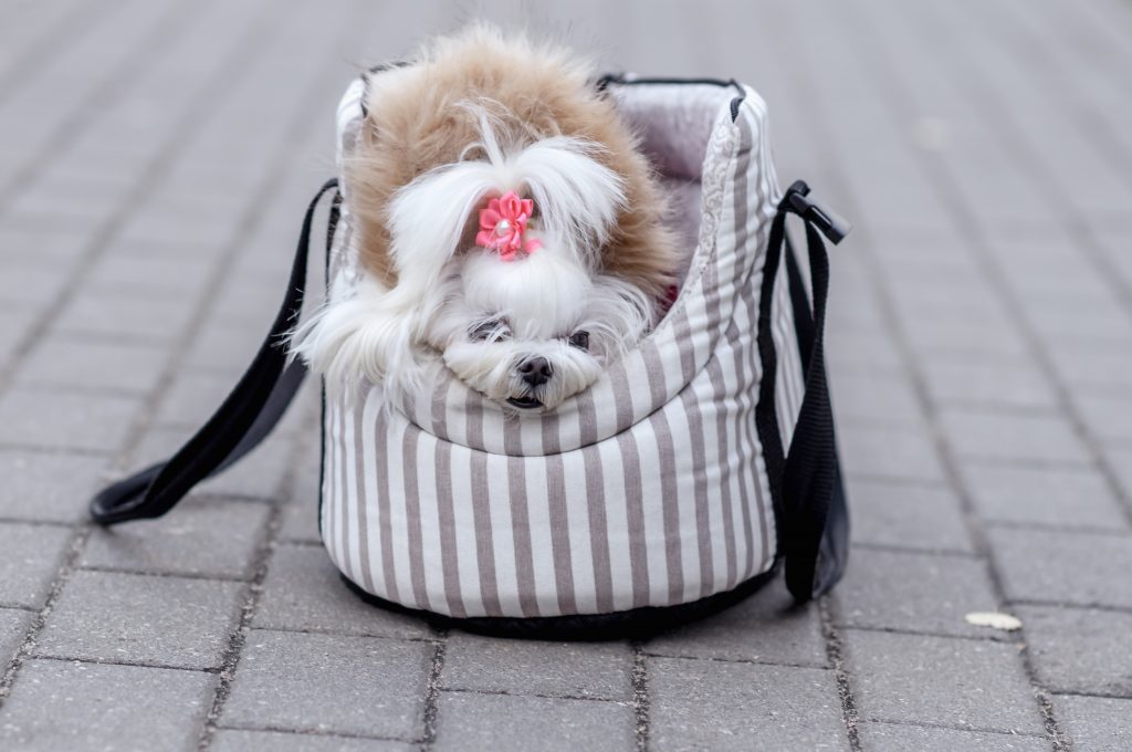 white dog maltese in warm clothes in winter in a carrying bag