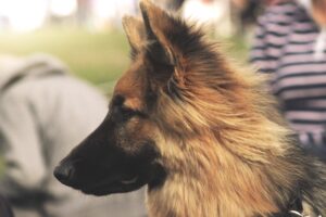 Beautiful young German Shepherd dog