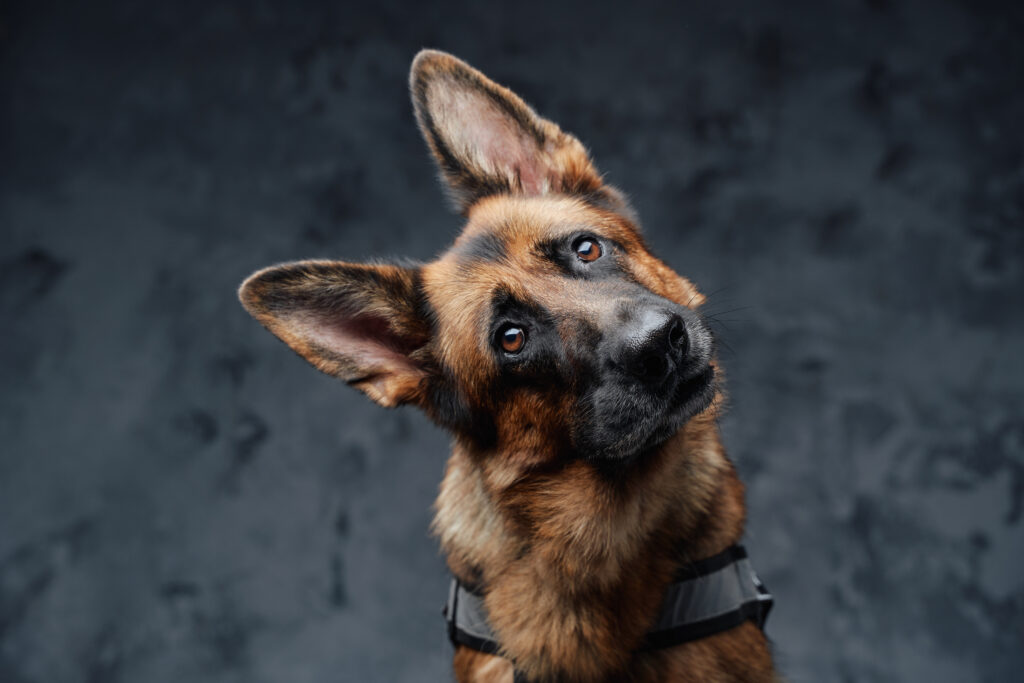 Headshot of purebred german shepherd