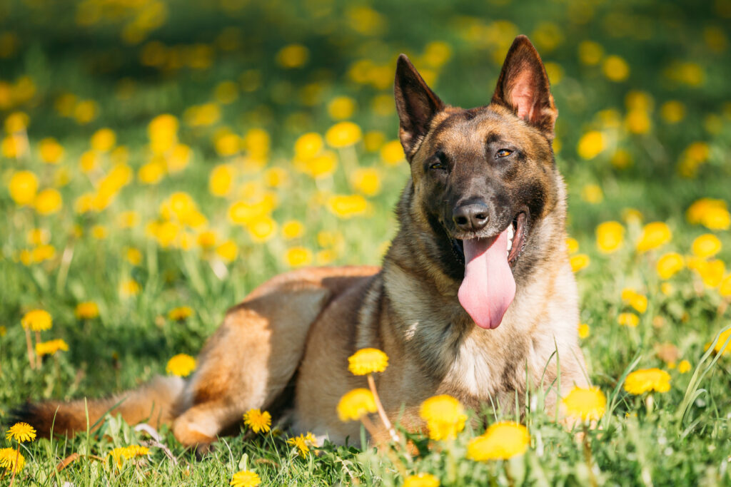 Malinois Belgian Shepherd Dog Resting In Green Grass