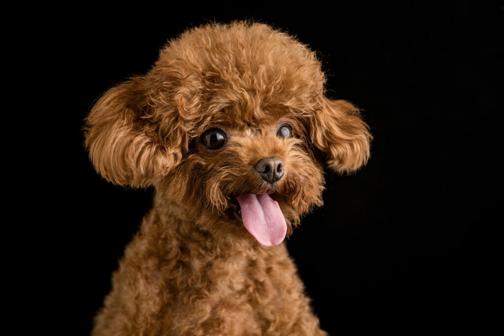 Adorable little poodle on a black background