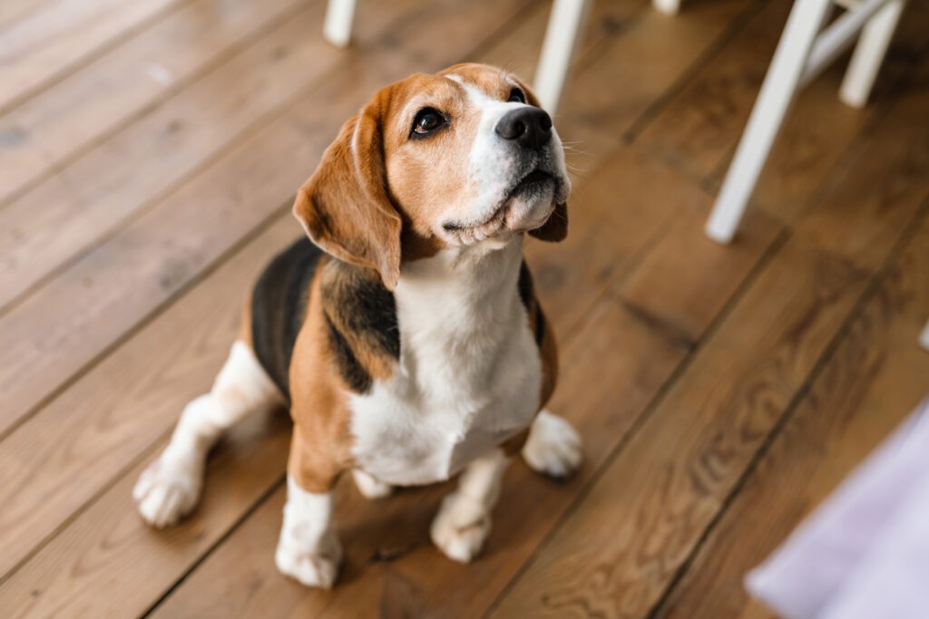 Close-up de um cachorro beagle em pé