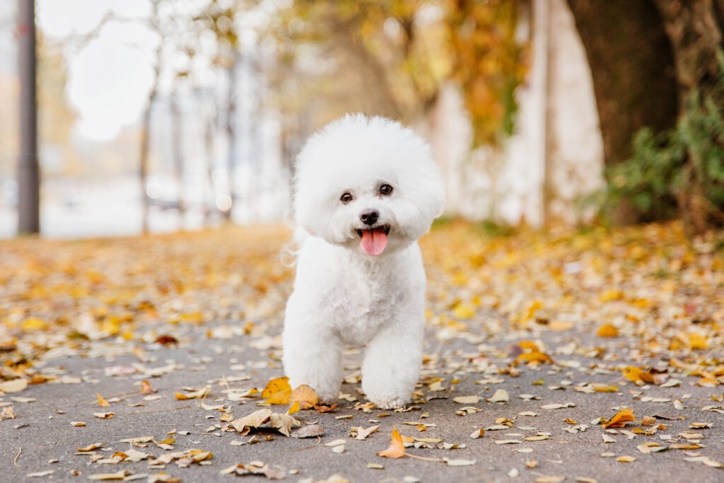 Close-upportret van een Bichon Frise-hond die de essentie van de herfst vastlegt in een prachtige stockfoto