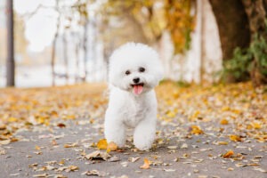 Close-up portrait of a Bichon Frise dog capturing the essence of autumn in a delightful stock photo