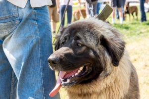 Closeup shot of a beautiful Leonberger in the park