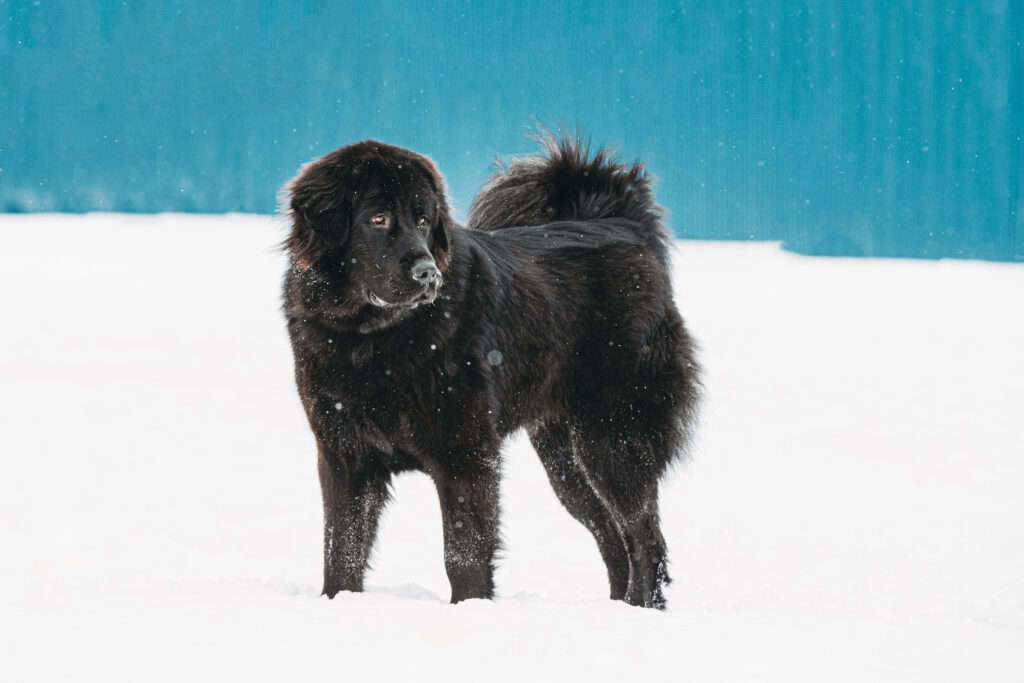 Dog Newfoundland Walk Outdoor In Snow At Winter Day