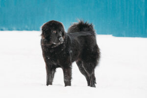 Dog Newfoundland Walk Outdoor In Snow At Winter Day