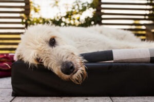 Portrait of Irish Wolfhound lying down