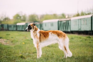 Russian Dog, Borzoi Gazehound Posing Outdoor