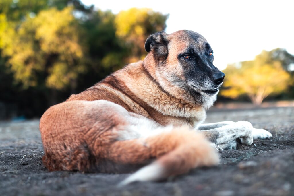 Anatolian Shepherd