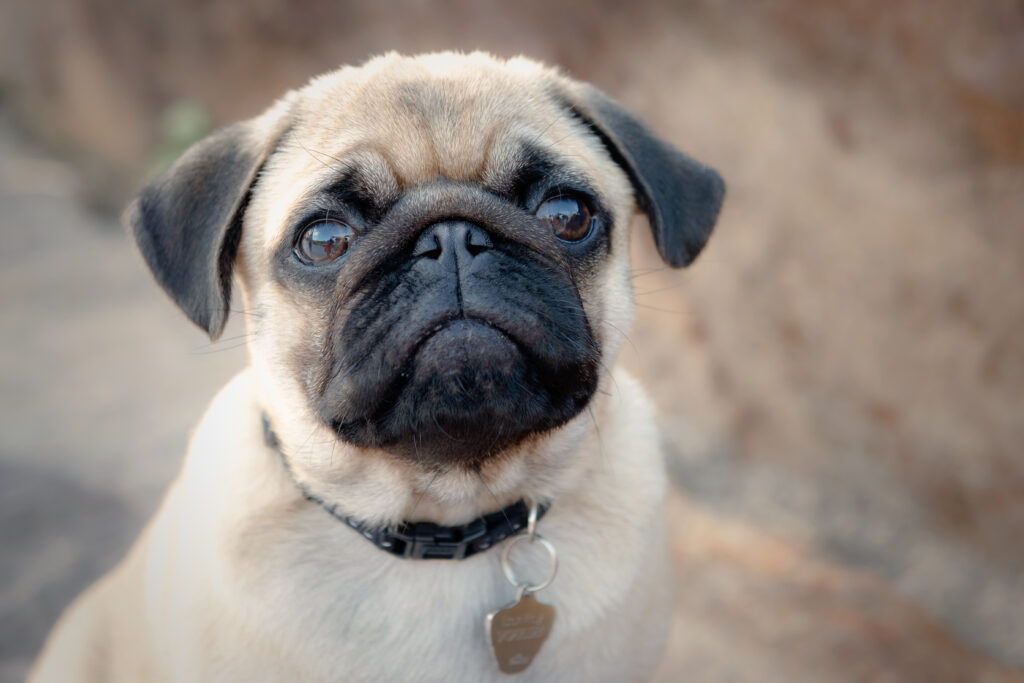 Baby Pug