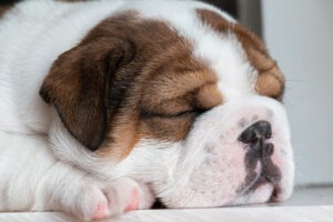 British bulldog puppy