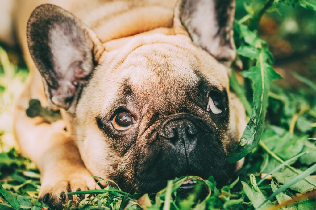 Cachorro Bulldog Francês