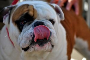 English bulldog