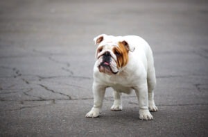 English bulldog on a walk