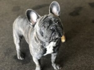 French bulldog cute puppy dog pet