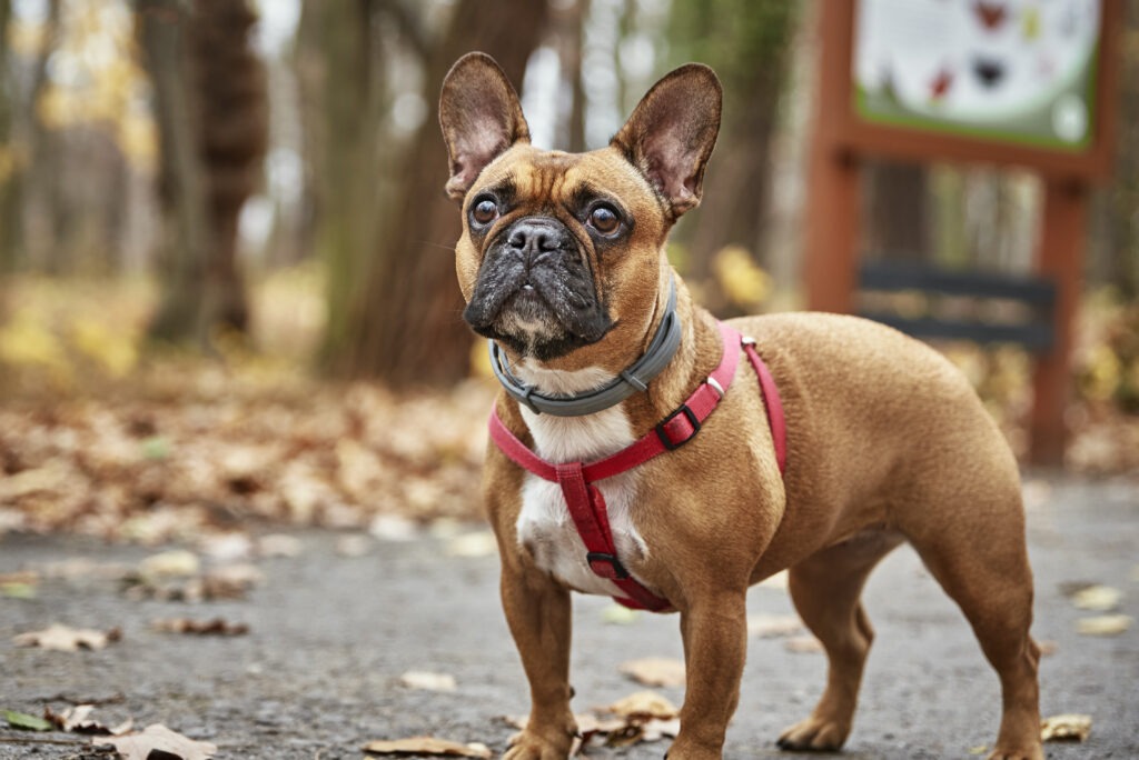 Buldogue francês caminha no parque outono