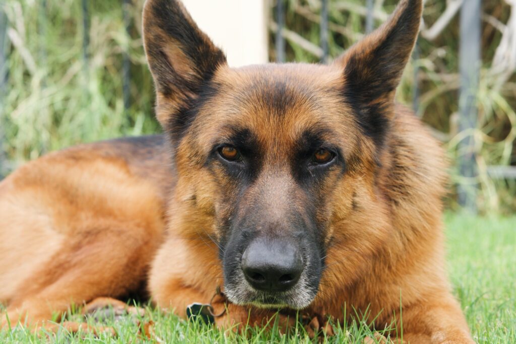 German Shepherd dog portrait