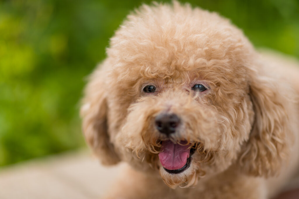 Lovely dog poodle