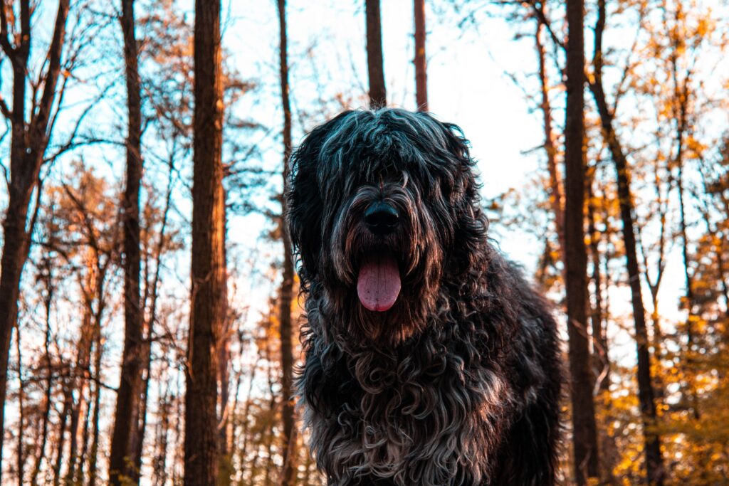 Low-angle view of a black Russian terrier in woods at fall