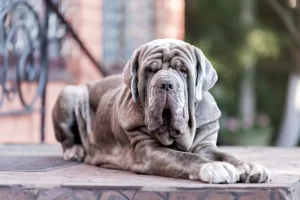 Neapolitan Mastiff