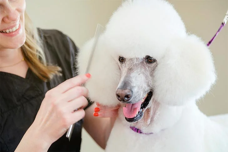 Poodle Grooming