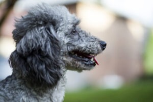 Poodle in the garden