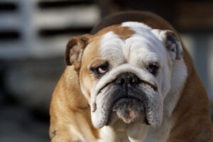 Portrait of the english bulldog