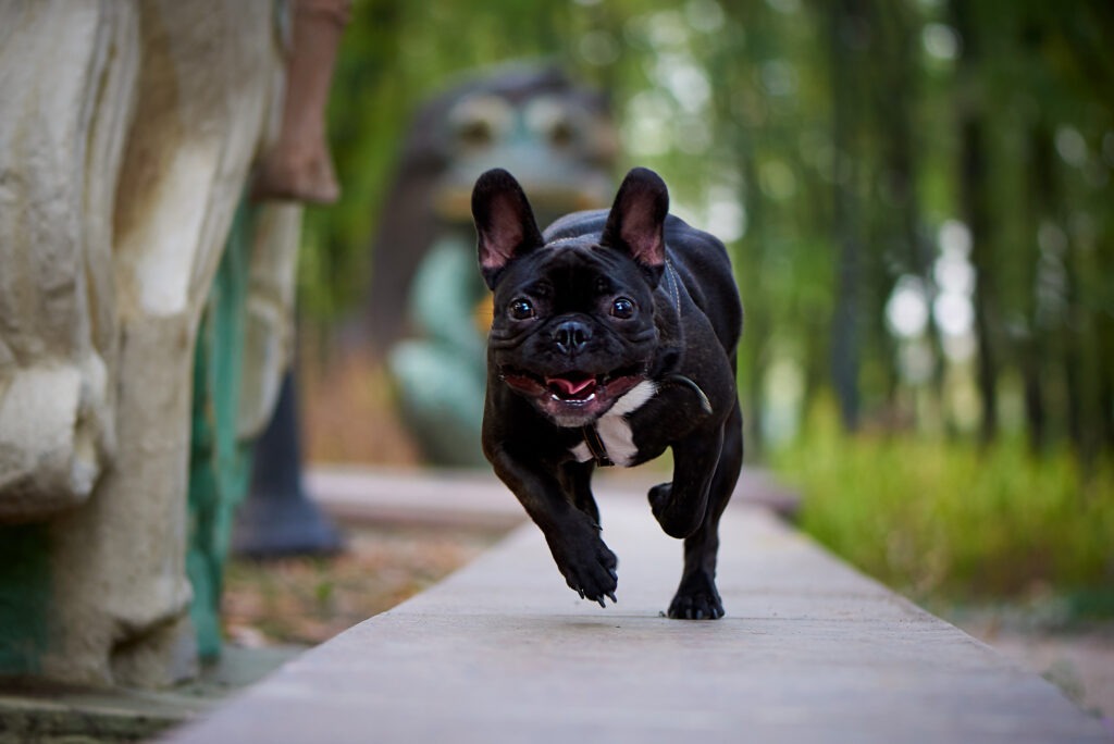 Correndo bulldog francês em uma caminhada