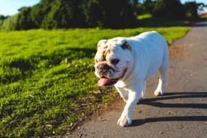 Walking Bulldog