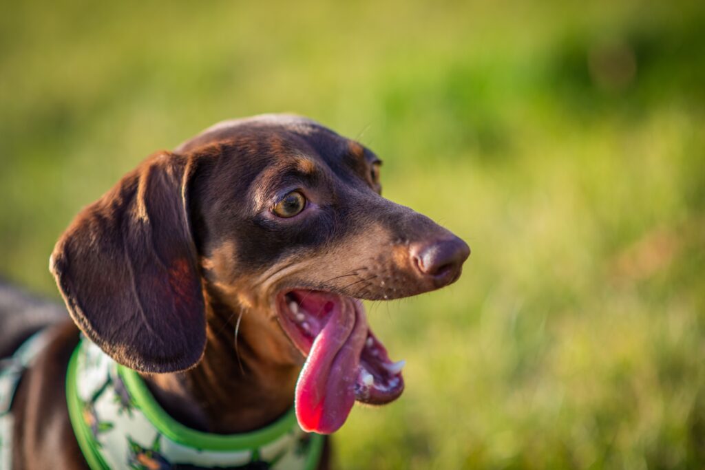 Gros plan d'un joli chien Teckel brun