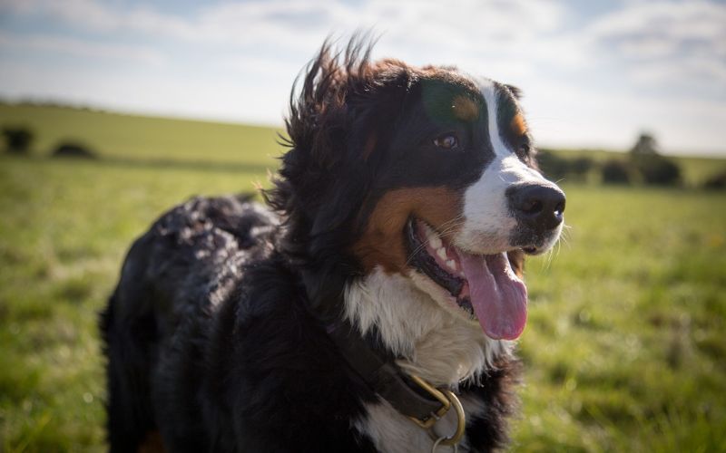 Bernese Mountain Dog in field