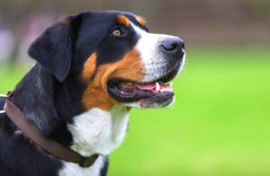 Greater Swiss Mountain Dog