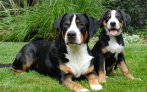 Greater Swiss Mountain Dog