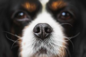 6 Reasons Why a Dog's Sense of Smell is Their Superpower